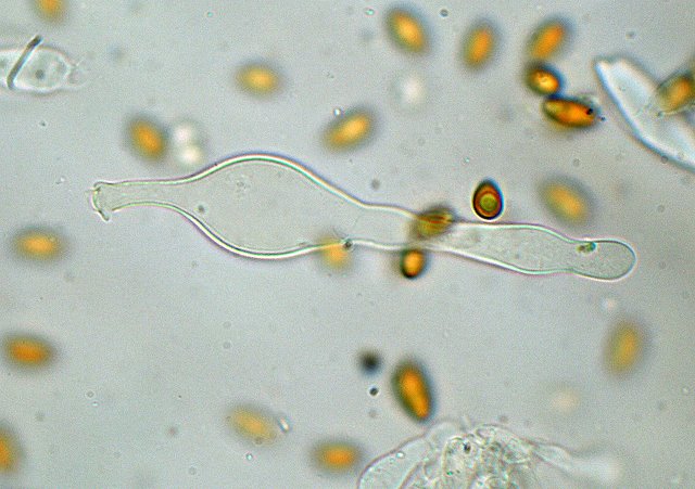 Galerina spec. Cod.: DSCN 9473